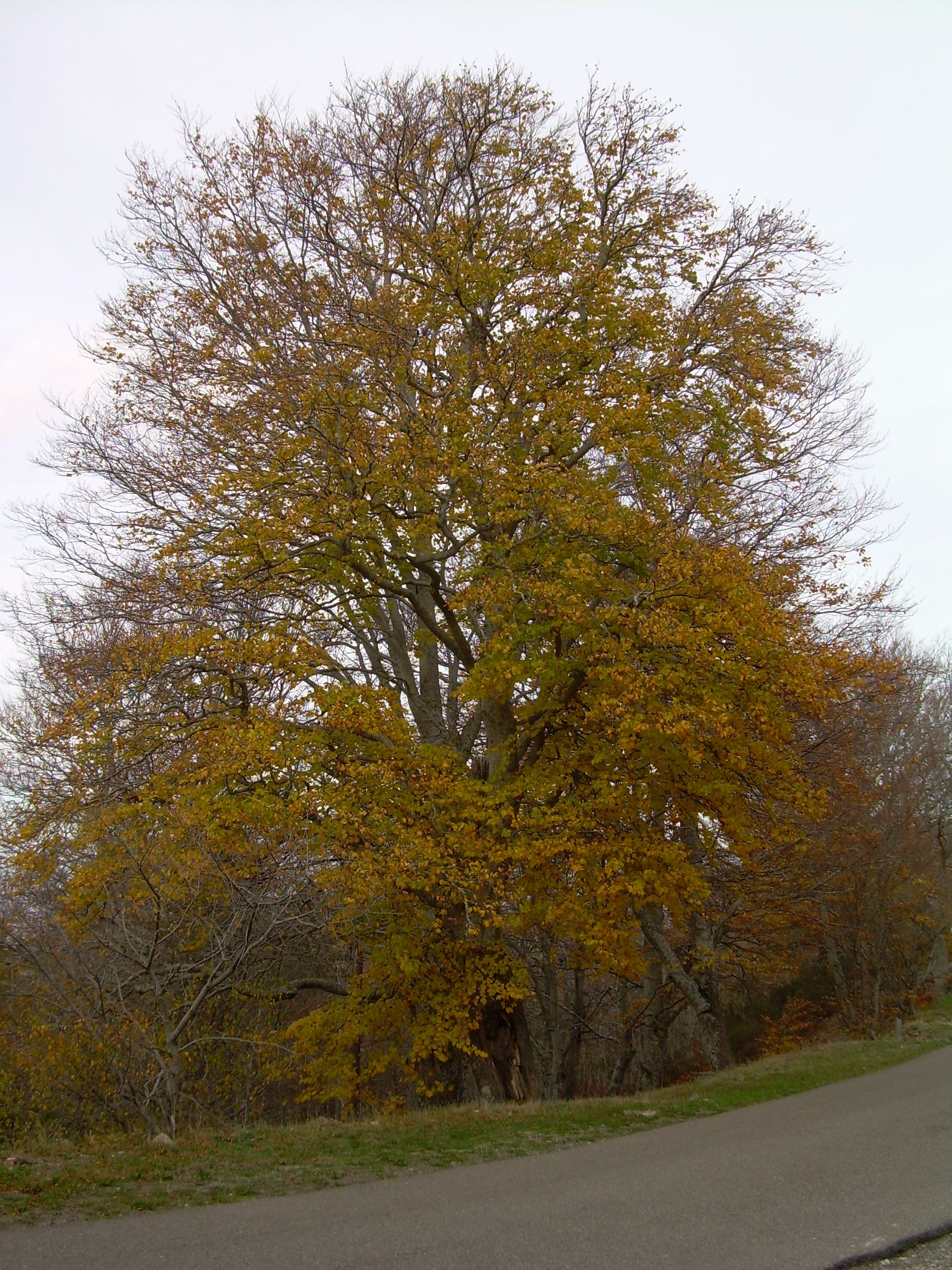 20091123114302-moncayo-otono09-039.jpg