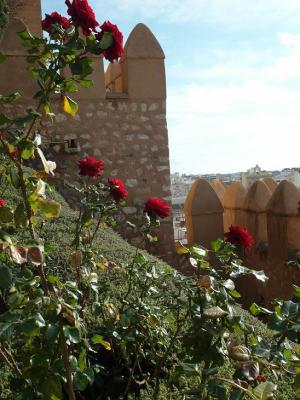 20121224122914-roquetas-de-mar-rosas121.jpg
