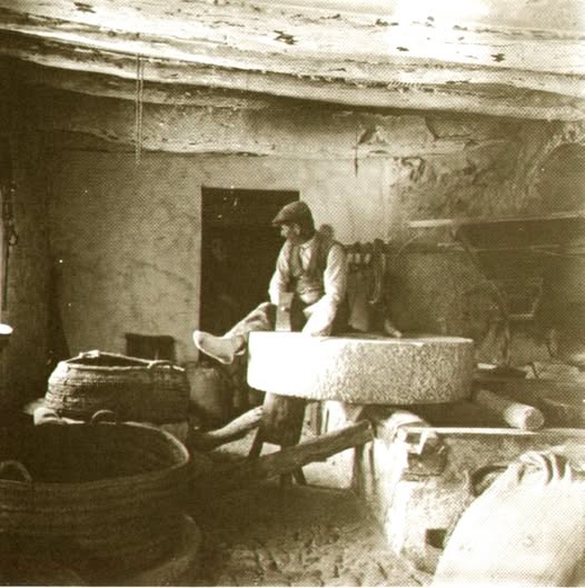 Una semilla se eleva...